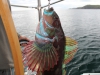 IMG_3259 - Un Sourcil de varech - ile Kodiak - Alaska