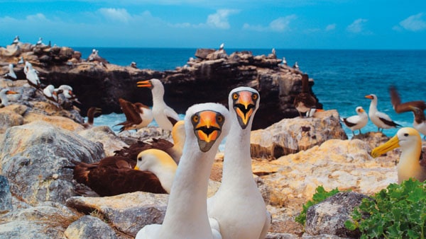 Galapagos 3D - Merveilles de la nature