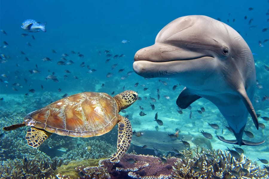 Une tortue et un dauphin près d'un récif. Crédit photo : Andrea Izzotti, Schutterstock. 