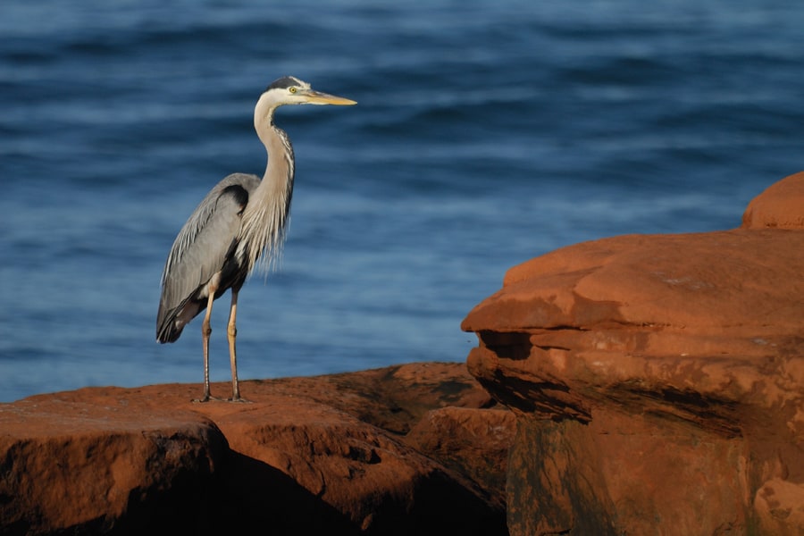 photo-6-un-grand-heron-credit-photo-alain-bouchard