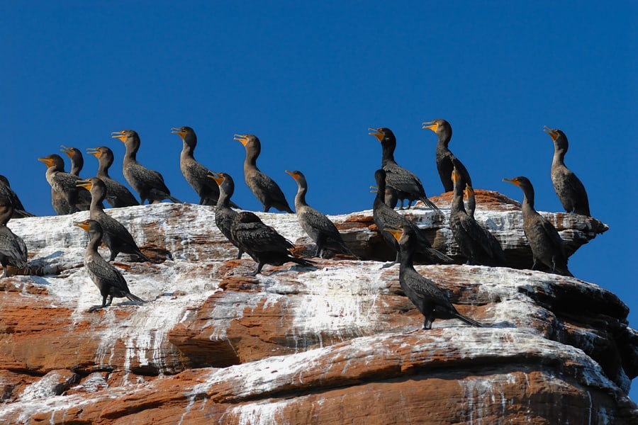 photo-7-voici-des-superbes-cormorans-credit-photo-michel-bonato