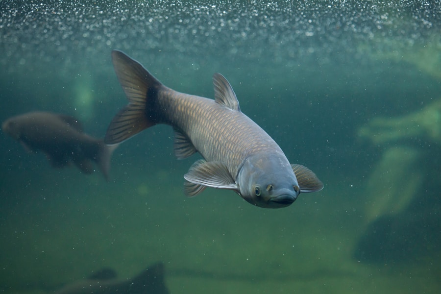 Carpe de roseau - Carpe asiatique - Grass carp - Ctenopharyngodon idella - Vladimir Wrangel - shutterstock_416950720 - BR