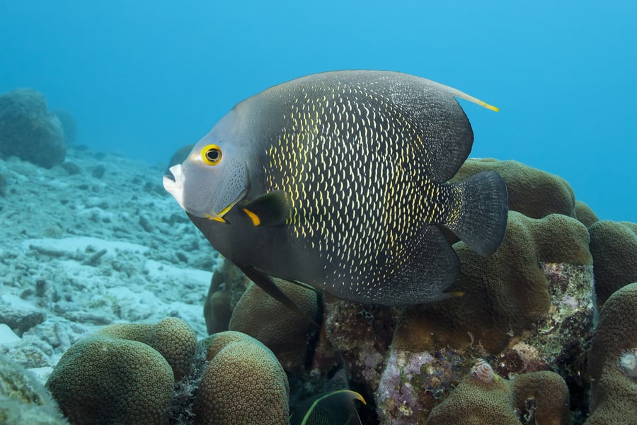 Photo 7 - Un poisson-ange francais nage dans la mer des Caraibes Credit photo Andrew Jalbert Shutterstock