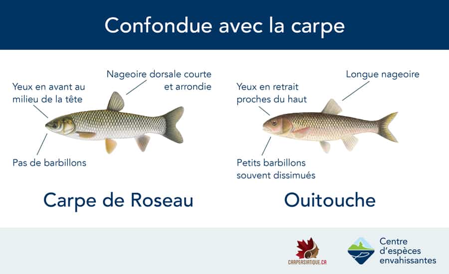 Sensibilisation des plaisanciers à la présence des carpes asiatiques au
