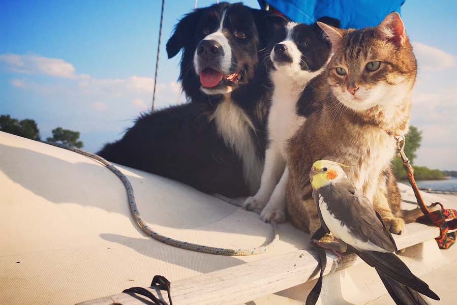 Un Zoo A Bord Comment Naviguer Avec Deux Chiens Un Chat Et Un Oiseau Quebec Yachting