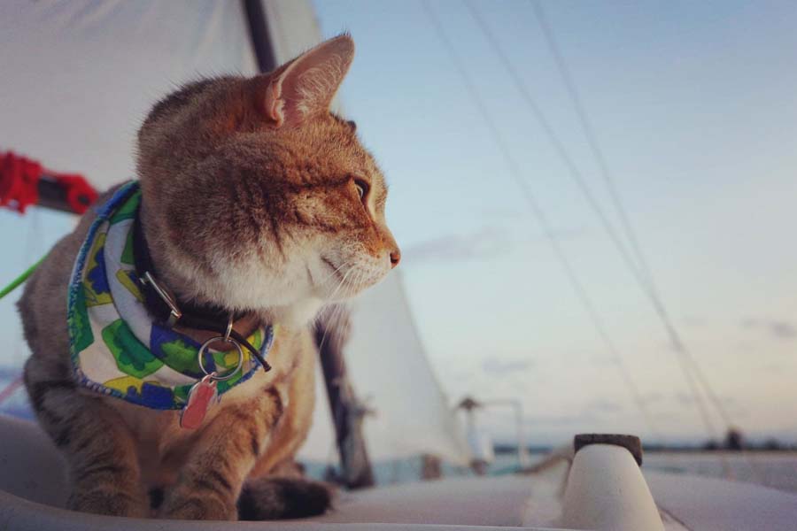 Un Zoo A Bord Comment Naviguer Avec Deux Chiens Un Chat Et Un Oiseau Quebec Yachting