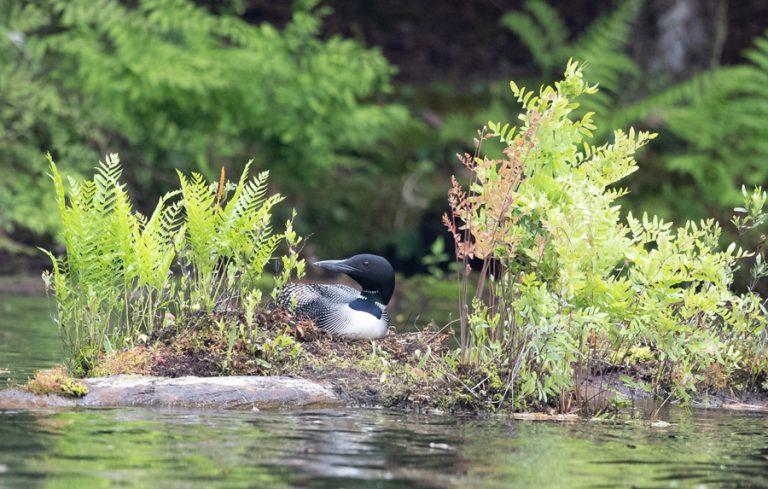 Naviguer et protéger notre icône nationale, le Plongeon huard! - Québec ...