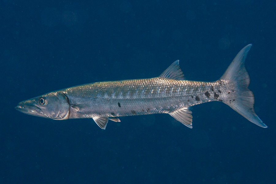 Barracuda. Crédit photo&nbsp;: Jesus Cobaleda, Shutterstock.
