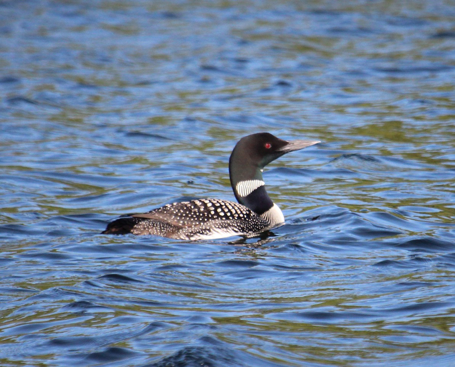 Huard. Crédit photo : Denise Cloutier.