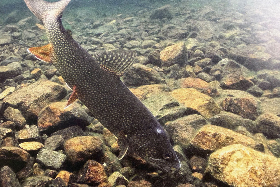 Photo 5 : Truite grise (Touladi). Crédit photo : Sous les Seize-Îles, Jean-Louis Courteau, p. 20.