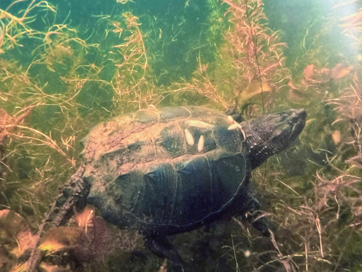 Photo 6 : Tortue serpentine. Crédit photo : Sous les Seize-Îles, Jean-Louis Courteau, p. 22.